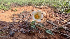 Sida rhombifolia insularis