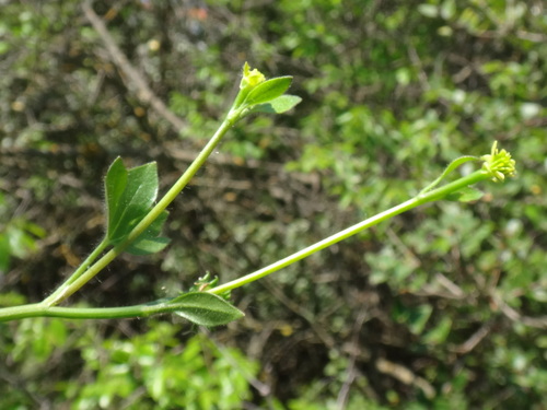 Image of Ranunculus chius by (c) Christian Berg, some rights reserved (CC BY)