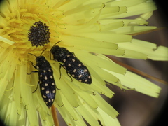 Acmaeodera octodecimguttata
