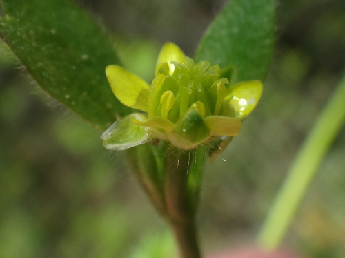 Image of Ranunculus chius by (c) Christian Berg, some rights reserved (CC BY)