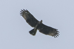 Stephanoaetus coronatus