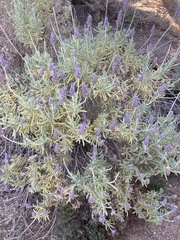 Lavandula dentata
