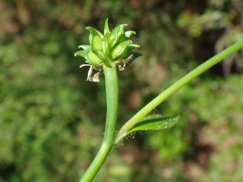 Image of Ranunculus chius by (c) Christian Berg, some rights reserved (CC BY)