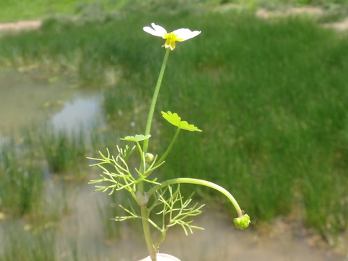 močiarka vodná (Ranunculus aquatilis)