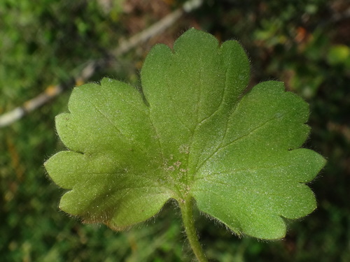 Image of Ranunculus chius by (c) Christian Berg, some rights reserved (CC BY)