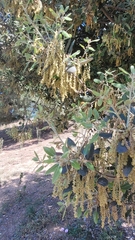 Quercus ilex