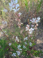 Oenothera lindheimeri