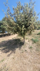 Quercus ilex