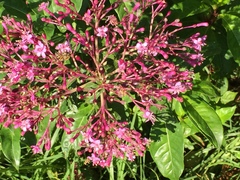 Fuchsia arborescens