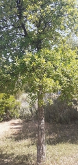 Quercus suber
