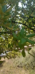 Quercus suber