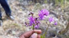 Asteraceae