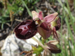 Ophrys × lyrata
