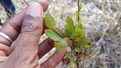 Asteraceae