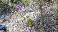 Asteraceae