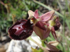 Ophrys × lyrata