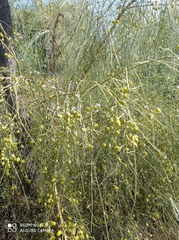 Retama monosperma