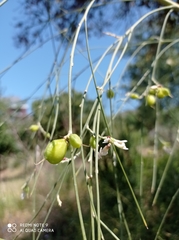 Retama monosperma