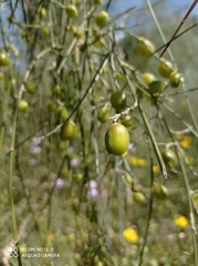 Retama monosperma