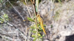 Crocothemis erythraea