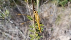 Crocothemis erythraea