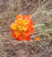 Lasiosiphon rubescens