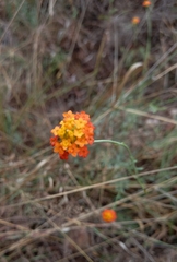 Lasiosiphon rubescens