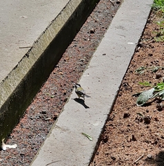Parus major