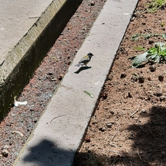 Parus major