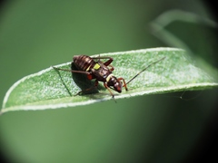 Hadrodemus
