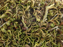 Scorpiurium circinatum