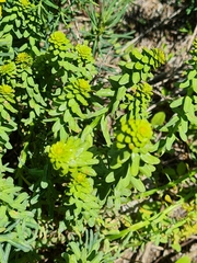 Aecidium euphorbiae