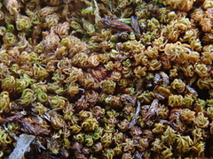 Trichostomum crispulum