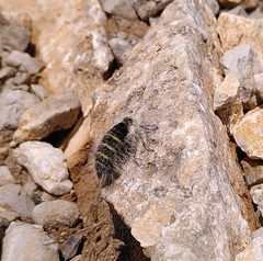 Lycia alpina