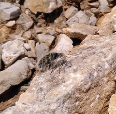 Lycia alpina