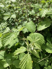 Rubus tuberculatus