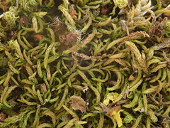 Scorpiurium circinatum