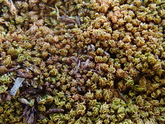 Trichostomum crispulum