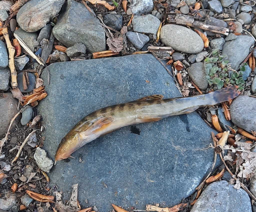 Altai stone loach (Barbatula altayensis) — Nemacheilidae