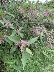 Callicarpa tikusikensis