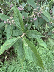 Callicarpa tikusikensis