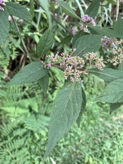 Callicarpa tikusikensis