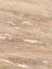 Marmota marmota