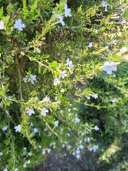 Chascanum