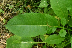 Dipsacus pilosus
