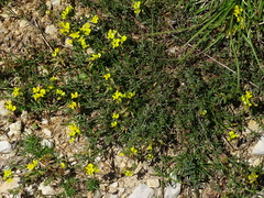Medicago prostrata