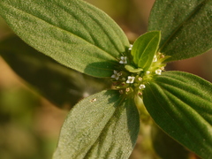 Spermacoce ocymoides