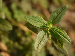 Spermacoce ocymoides