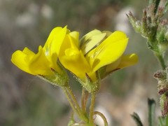 Medicago prostrata