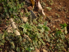 Spermacoce ocymoides